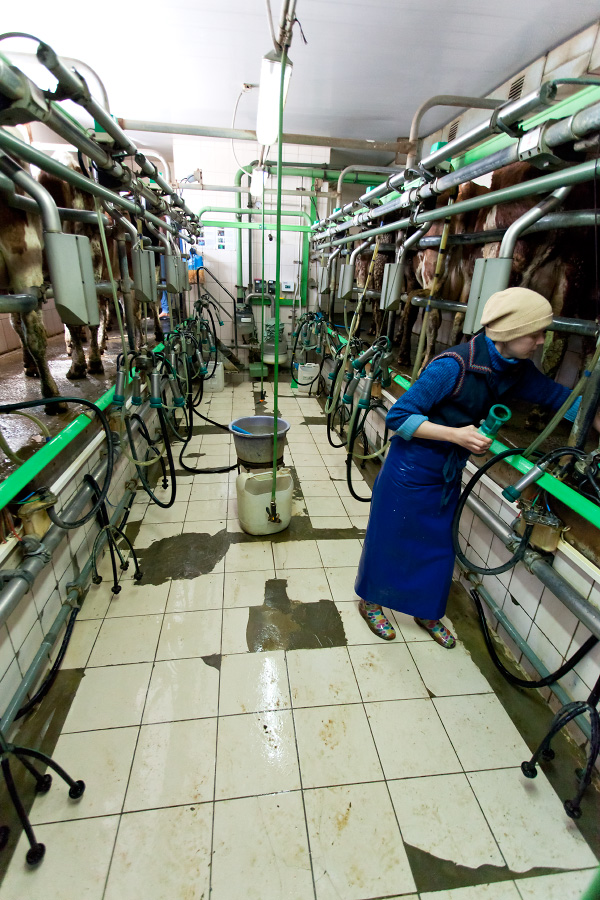 Современная молочная ферма в Харьковской области