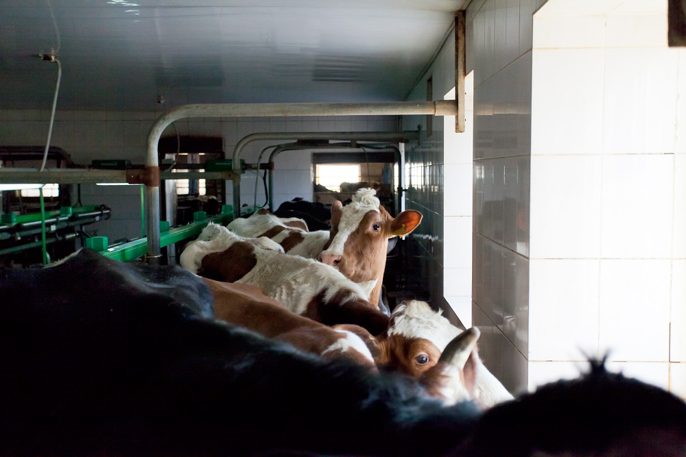 Сучасна молочна ферма в Харківській області